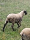 Suffolk berbécs bárány