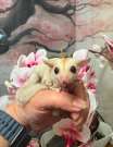 Sugar glider repűlő mókus