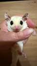 Sugar glider repűlő mókus