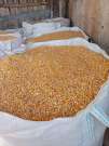 Szemes kukorica található Székelykeresztúr mellől Fiatfalván