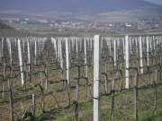 Szőlőoszlop drótkerítés drótfonat drótháló oszlop kapu kerítés