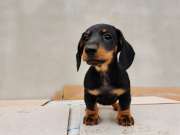 Tacskó kölyök kiskutya