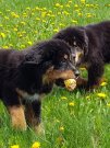 Tibeti Mastiff kiskutyák eladóak