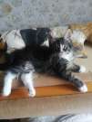 Törzskönyves Maine Coon cicák eladók Szülők genetikai tesztel rendelke