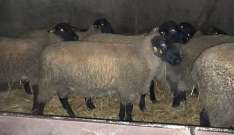 Törzskönyves Suffolk Kosok