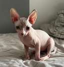 Tündéri Sphynx cicák