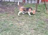 Tüzelő beagle szuka kutyusok