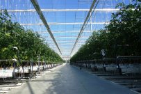 Új és használt üvegház szerkezetek kertészeti berendezések