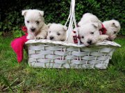 West Highland Terrier Westies eladó kiskutyák