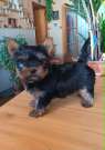 Yorki 8mini kisfiú