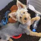 Yorkshire terrier kisfiú