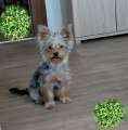 Yorkshire terrier tündéri kisfiú eladó